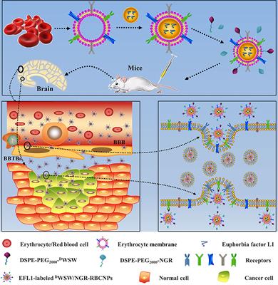 Dual-Target Peptide-Modified Erythrocyte Membrane-Enveloped PLGA Nanoparticles for the Treatment of Glioma